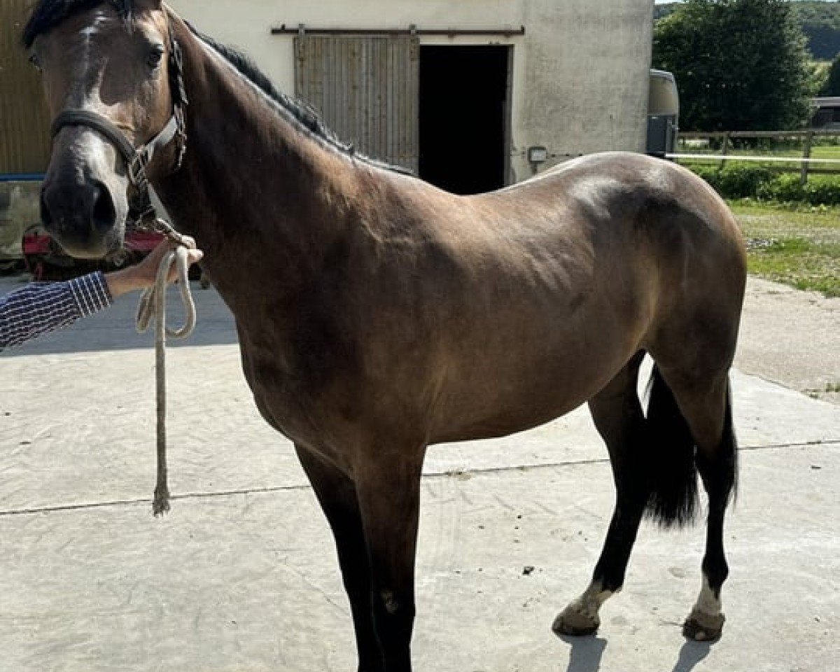 Pferd N.N. (Westfale, 2022, von Hickstead Blue)
