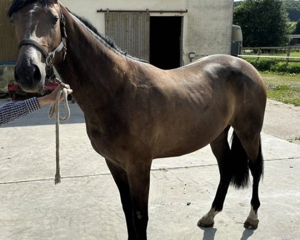 horse N.N. (Westphalian, 2022, from Hickstead Blue)
