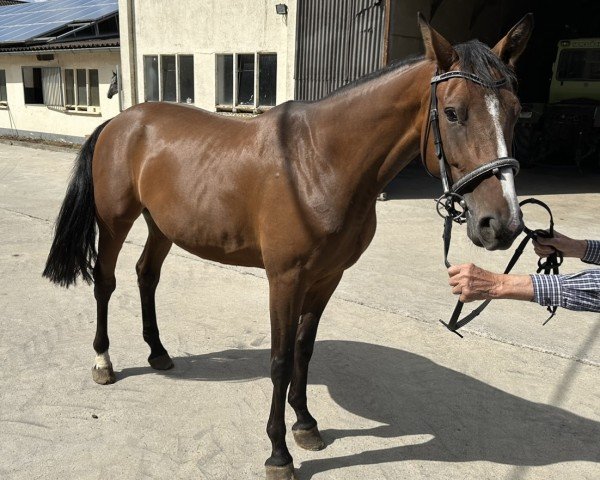 horse Contaya (Westphalian, 2020, from Contagio)