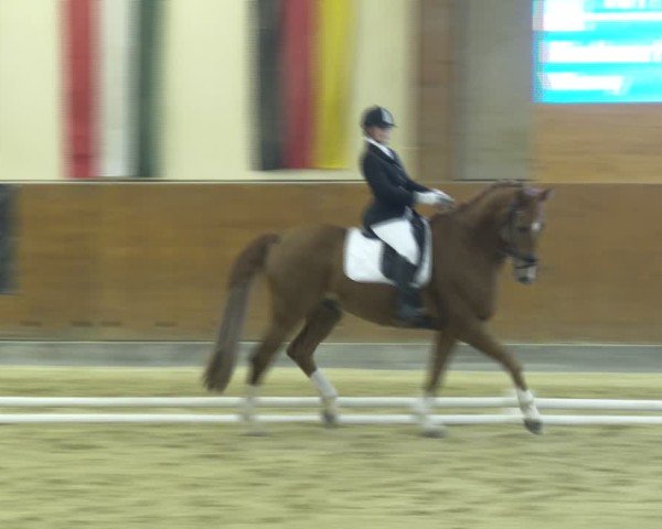 Reitturnier Weikersdorf am Steinfelde 2024