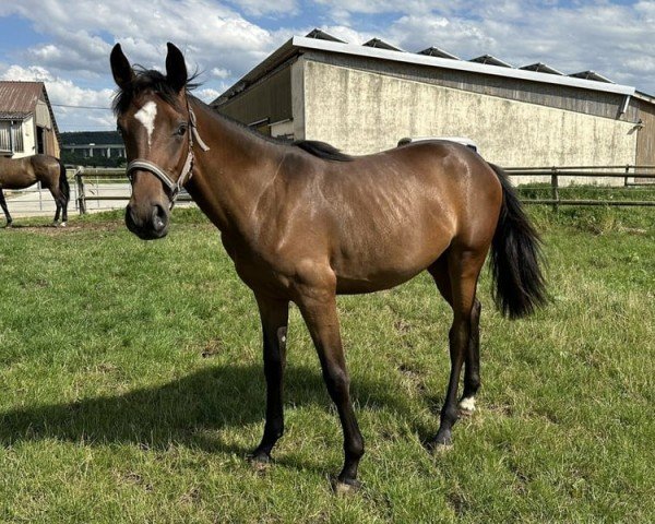 horse Habanera (Westphalian, 2023, from Hickstead Blue)