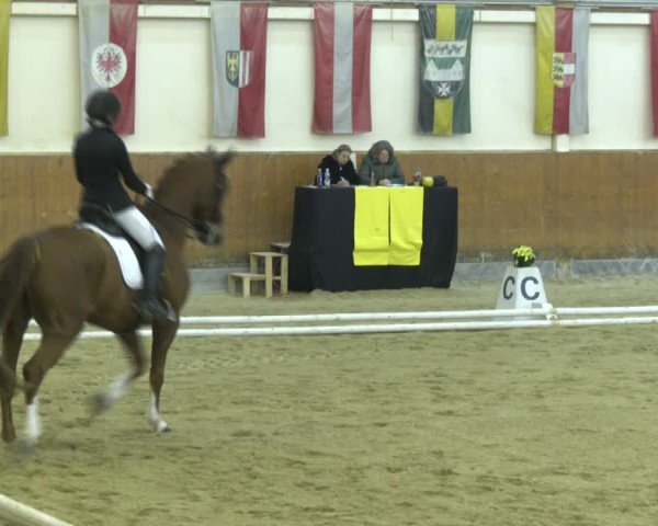 Reitturnier Weikersdorf am Steinfelde 2024