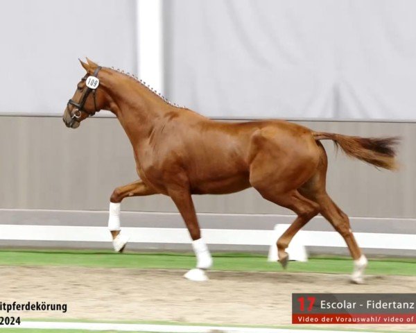horse E aus der Fiderwolke (Westphalian, 2022, from Escolar)