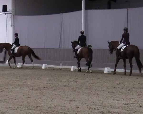 Reitturnier Münster-Handorf 2024