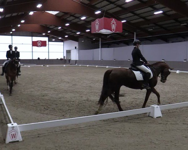 Reitturnier Münster-Handorf 2024