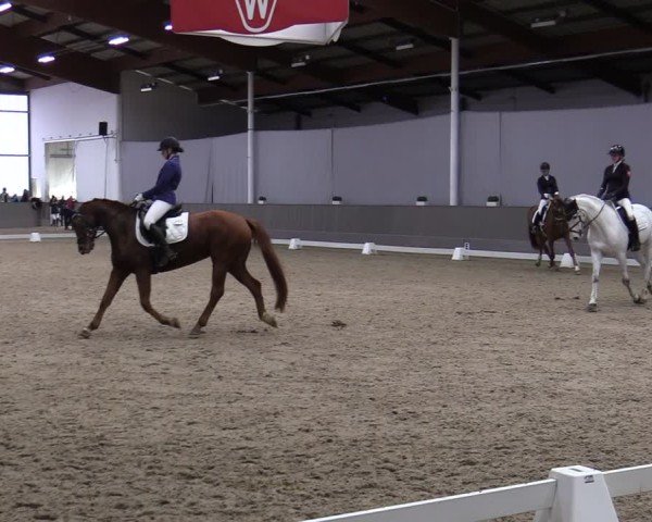 Reitturnier Münster-Handorf 2024