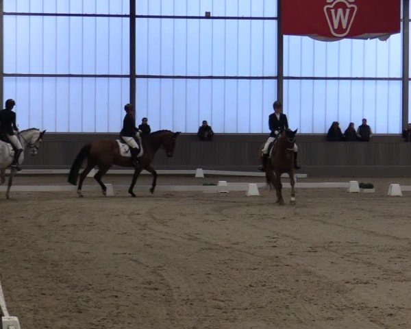 Reitturnier Münster-Handorf 2024