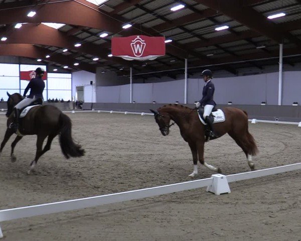 Reitturnier Münster-Handorf 2024