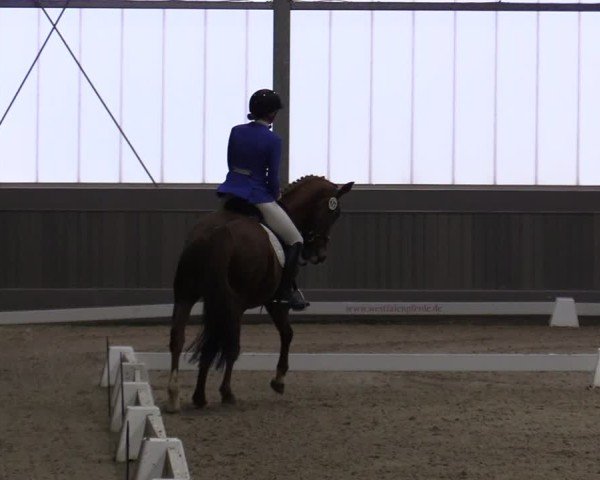 Reitturnier Münster-Handorf 2024