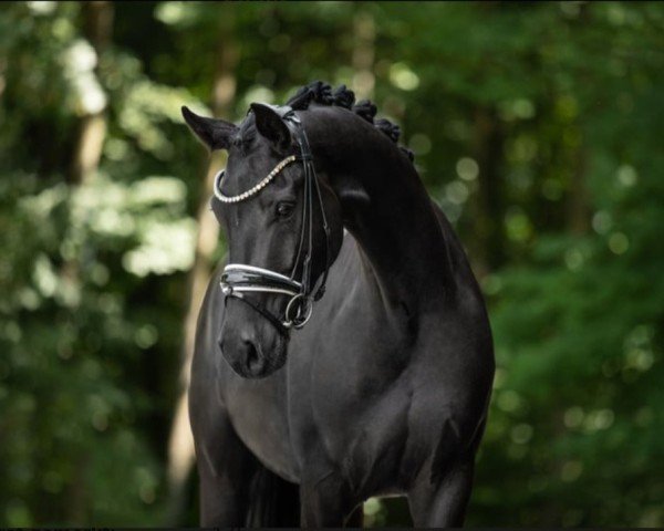 jumper Don Delight (Westphalian, 2019, from Blue Hors Dreamline)