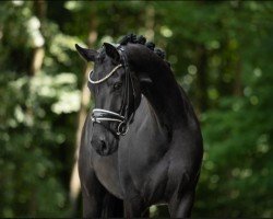 jumper Don Delight (Westphalian, 2019, from Blue Hors Dreamline)