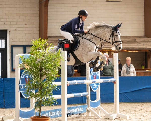 Zuchtstute Cassandria S (Oldenburger Springpferd, 2016, von Congress)
