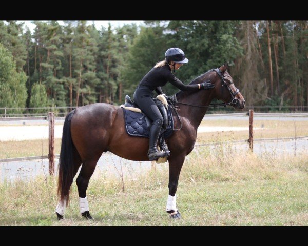 horse Frankie goes to Hollywood 7 (Hanoverian, 2020, from Finest)