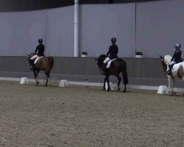 Reitturnier Münster-Handorf 2024