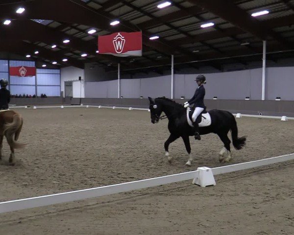 Reitturnier Münster-Handorf 2024