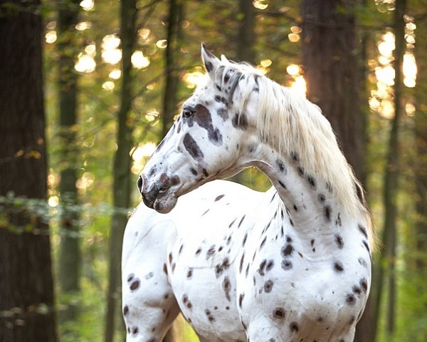 stallion Haakon af lille hav (Knabstrupper, 2011, from Hother af Midgaard)
