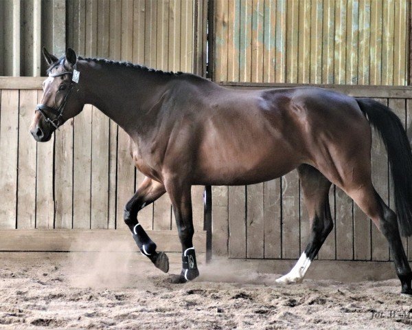 broodmare Pani (Great Poland (wielkopolska), 2015, from Cefal)