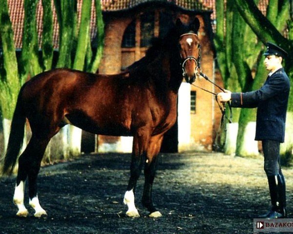 stallion Cefal (Great Poland (wielkopolska), 1995, from Gordon I)