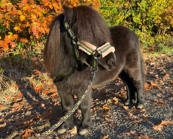 Pferd Björn van Steckarden (Shetland Pony, 2011, von Jordy van de Kar)