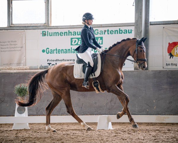 dressage horse Daisy van Ellenberg (Hanoverian, 2019, from Don Martillo)