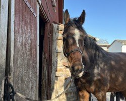 Pferd Claus KS (Holsteiner, 2021, von Cascadello)