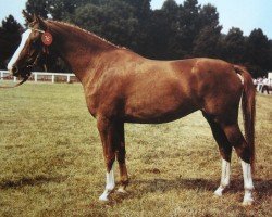 broodmare Porta Gloria 23833 (Brandenburg, 1983, from Glimmer 2686)