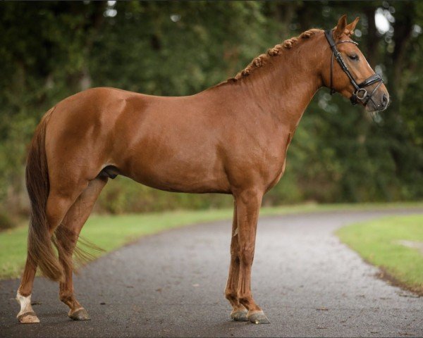 Springpferd Wieberg's Bon Jovi (New-Forest-Pony, 2019, von Gruyter's Bruno Mars)