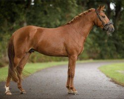 jumper Wieberg's Bon Jovi (New Forest Pony, 2019, from Gruyter's Bruno Mars)