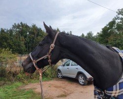 horse Apollonia (unknown, 2006)
