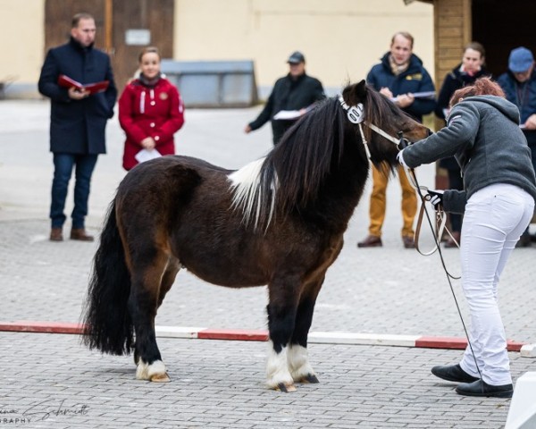 stallion Falco von Seiferitz (Shetland Pony, 2022, from Fidel von der Mühlbachquelle)