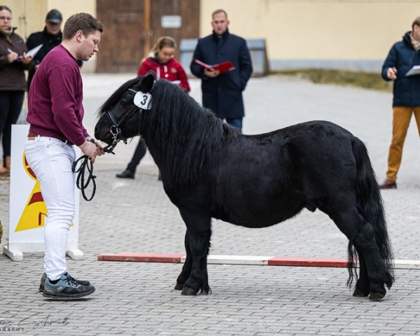 stallion Theodor vom Schwalbennest (Shetland Pony, 2021, from Giersbergs Trouble)