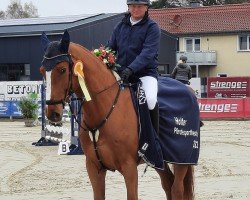 jumper Charan E (German Sport Horse, 2015, from Cellestial)
