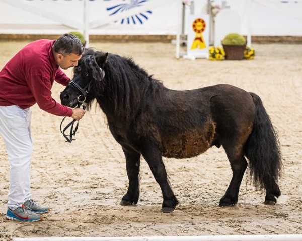 Pferd Wirbelwind v. d. Mühlbachquelle (Shetland Pony, 2020, von Wargrave of shetland)