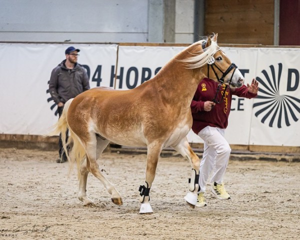 Deckhengst Sydney (Edelbluthaflinger, 2021, von Sherlock Holmes C. (2,15% ox))
