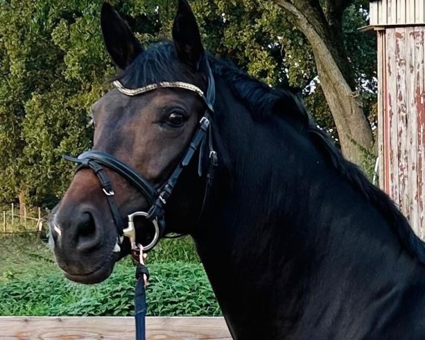 horse Secret's Destiny (Oldenburg, 2018, from Secret)