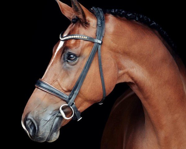 dressage horse Lyo (Oldenburg, 2014, from Lyjanero) dressage horse Lyo (Oldenburg, 2014, from Lyjanero)