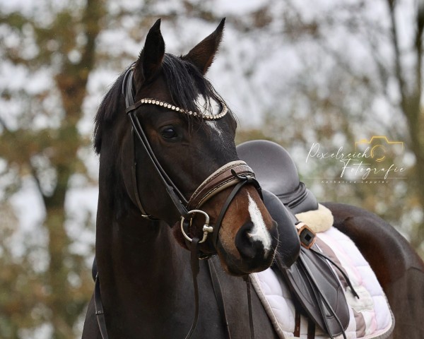 broodmare Kadira Rose SL (Westphalian, 2021, from TSF Kros)