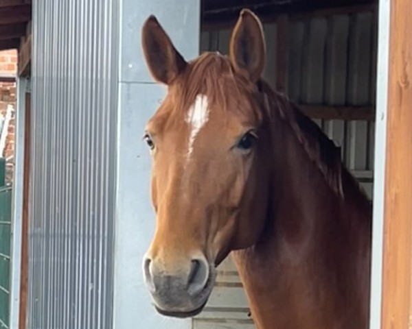 broodmare Lillet (German Sport Horse, 2017, from Lahnstein 4)