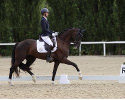 jumper Lillie Löwenherz (Westphalian, 2018, from DSP Lord Latino)