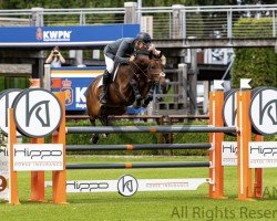 jumper Kadesther (KWPN (Royal Dutch Sporthorse), 2015, from Denzel Vt Meulenhof)