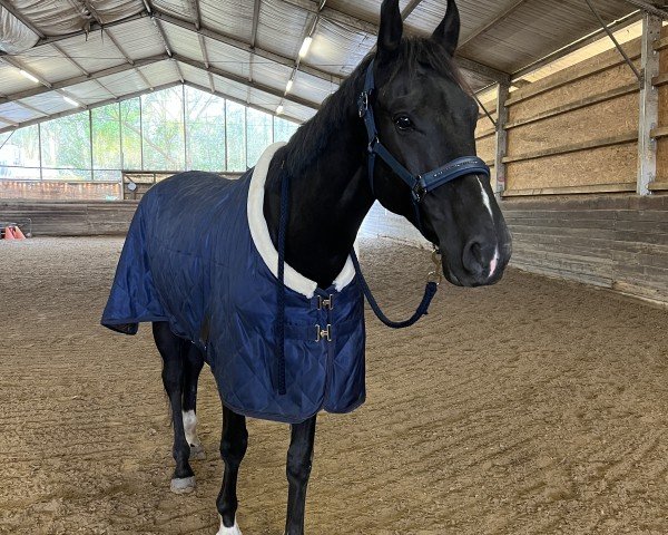 horse Bukephalos (Hanoverian, 2019, from Le Vivaldi)