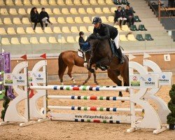 Springpferd Valentina 161 (Holsteiner, 2017, von Casall Ask)
