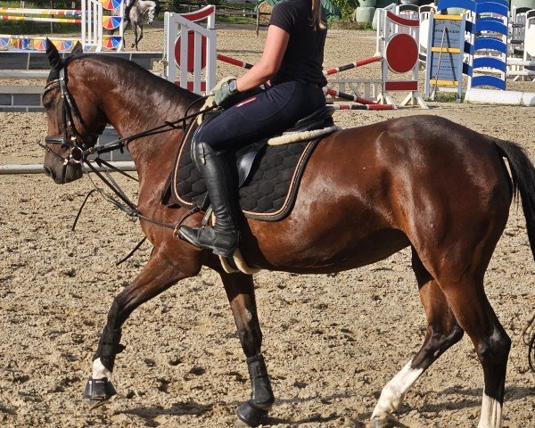 Springpferd Granticia T (Deutsches Reitpferd, 2018, von Ggn Grand Pilot)
