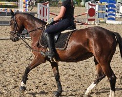 jumper Granticia T (German Warmblood, 2018, from Ggn Grand Pilot)