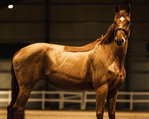 broodmare Livaldi NB (Hanoverian, 2016, from Le Vivaldi)