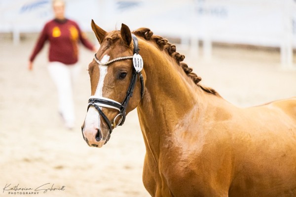 horse Caballero MM (German Riding Pony, 2022, from DSP Cosmo Royale)