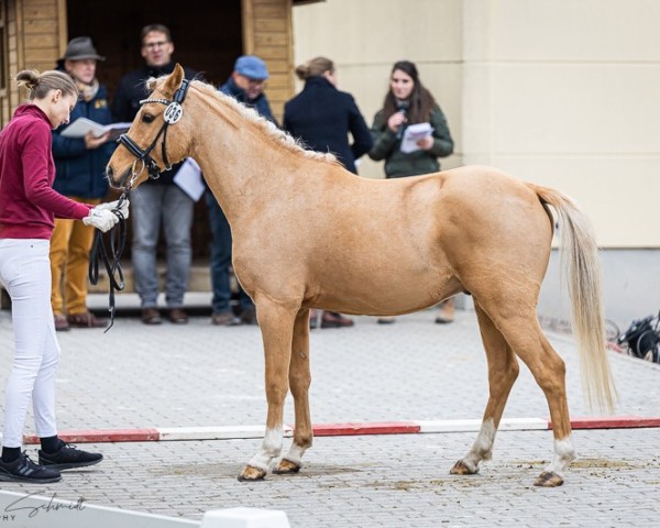 horse Hengst von Coer Noble / FS Golden Highlight (Kleines Deutsches Pony, 2021, from Coer Noble)