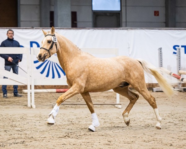 Pferd Diamond Gold NB (Deutsches Reitpony, 2021, von D-Gold AT NRW)