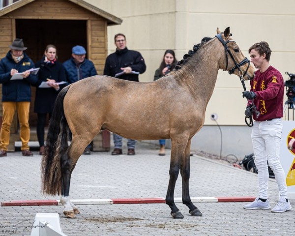 horse Hengst von Candyman / Diego (German Riding Pony, 2022, from Tackmann's Candyman)