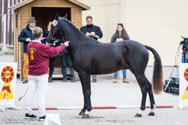 Pferd Nobody is perfect NP (Deutsches Reitpony, 2022, von Nomax)